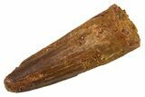 Juvenile Fossil Spinosaurus Tooth - Real Dinosaur Tooth #345883-1